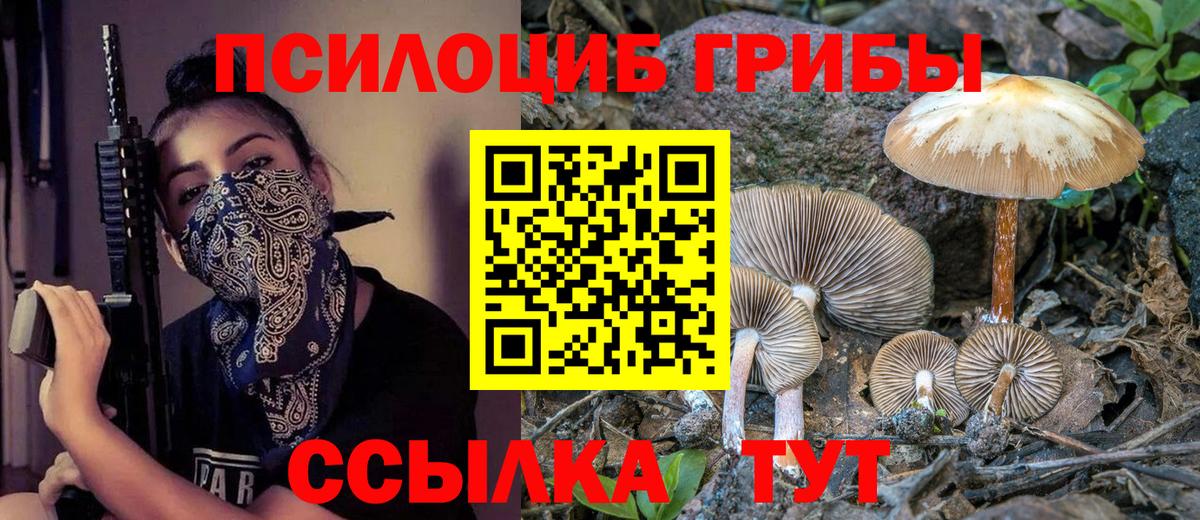 Камышин  Псилоцибиновые грибы Cubensis  Вход с VPN 